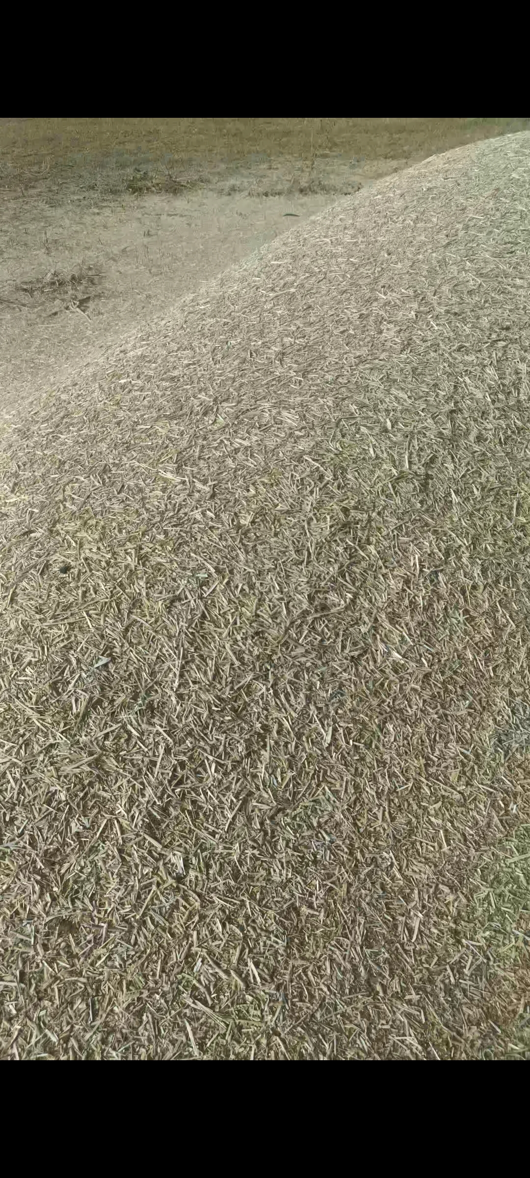 फ्रेश ग्वार का चारा