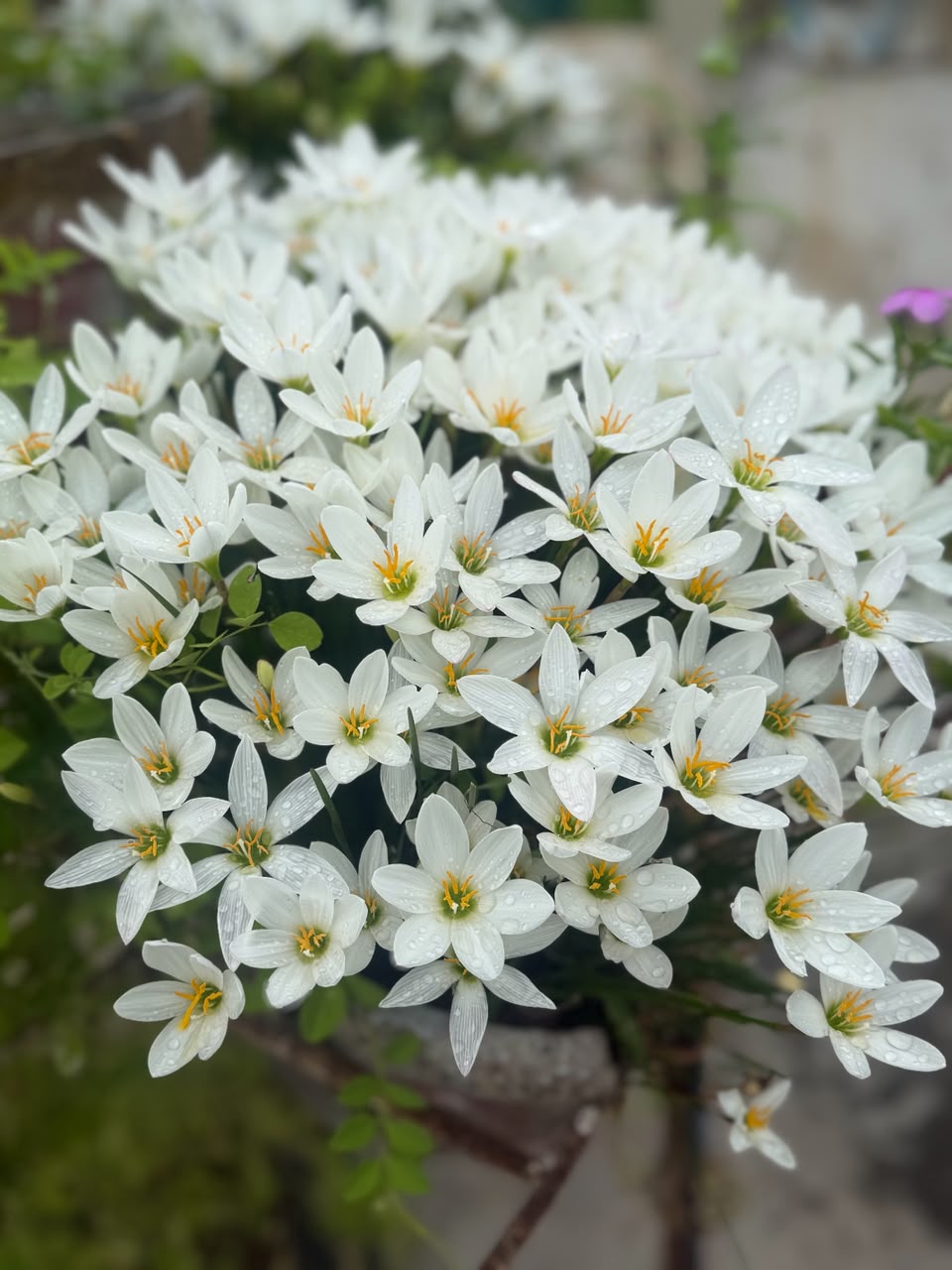 Rainy water lily plants