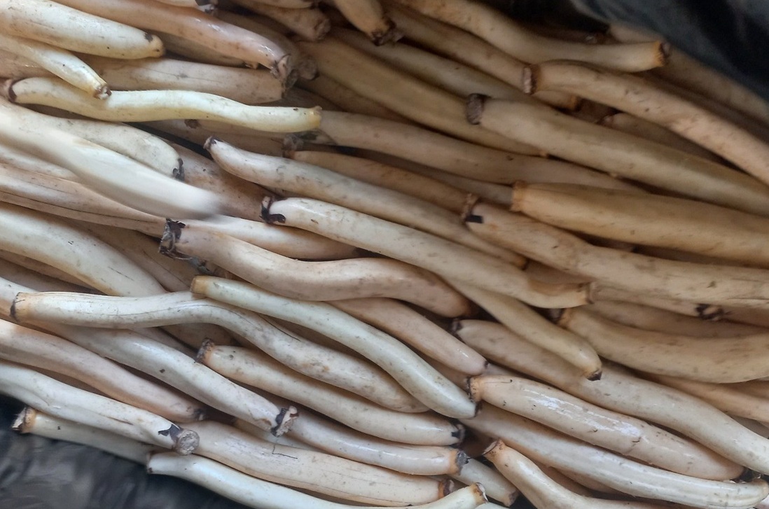 Fresh Lotus Root