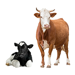 Cattle and Sheep