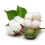 Cotton