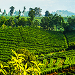 Agriculture Land