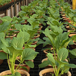 Nursery Plants